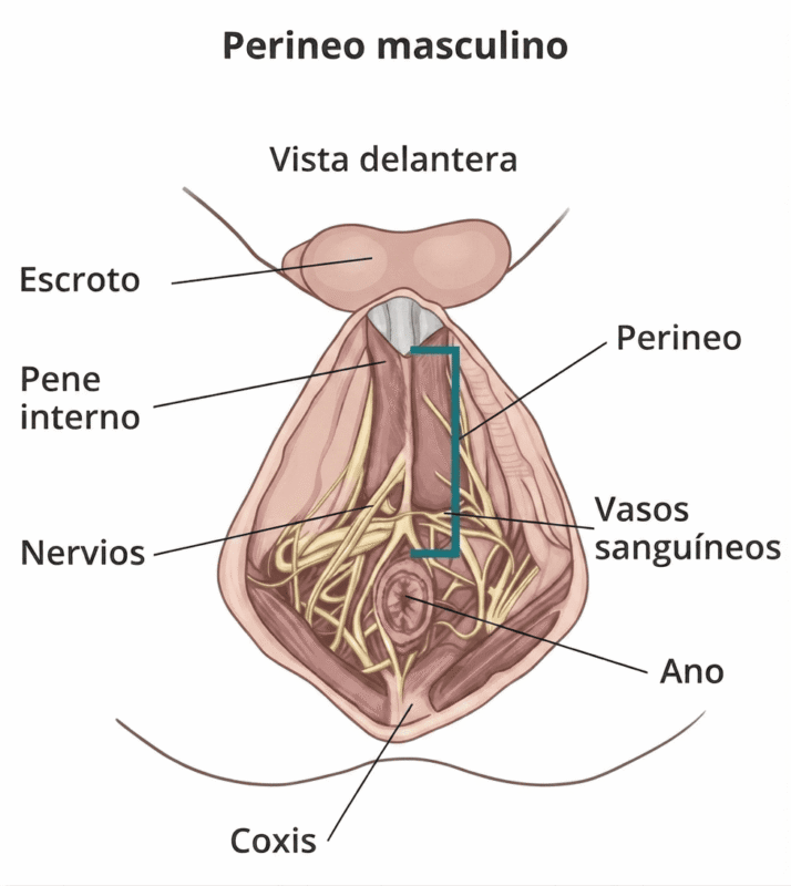 la imagen muestra donde se encuentra la zona del perineo masculino