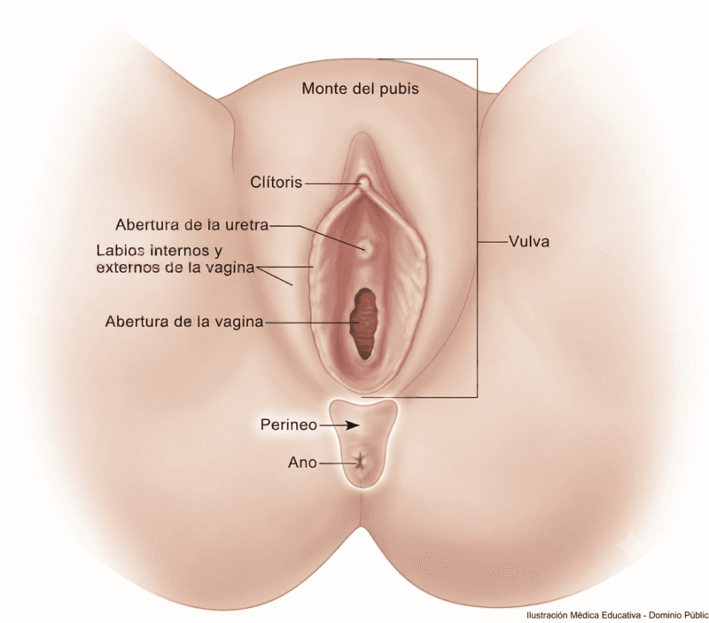 La imagen muestra la zona donde se encuentra el perineo femenino